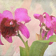 Orchid In Hot Pink Poster