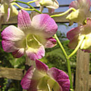 Orchid Splendor Poster
