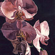 Orchids In Pink Poster