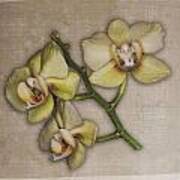 Orchids On Linen Poster