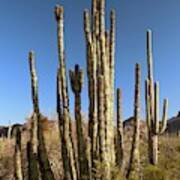 Organ Pipe Cactus Poster