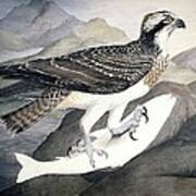 Osprey, 19th Century Poster