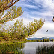 Osprey Fishing On Rodman Slough Poster