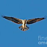 Osprey Hovering Poster