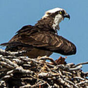 Osprey Nest 2 Poster