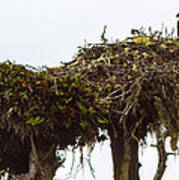 Osprey Nest Poster