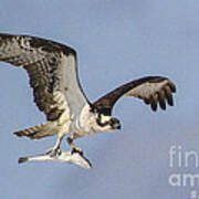 Osprey With Dinner Poster
