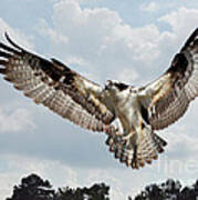 Osprey With Fish In Talons Poster