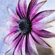 Osteospermum Delight Poster