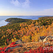Otter Point From Gorham Mountain In Autumn Acadia National Park Poster