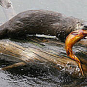 Otter With Trout Poster