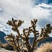 Owens Valley Cholla Poster