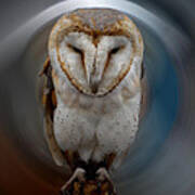 Owl Alba  Spain Poster