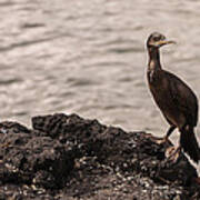 Owner Of The Island Lunga Poster