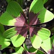 Oxalis Deppei Named Iron Cross Poster