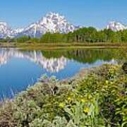 Oxbow Bend Wildflowers In Spring Poster