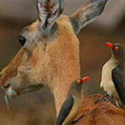 Oxpeckers On Impala Poster