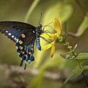 Ozark Spicebush Swallowtail On Sunflower Poster