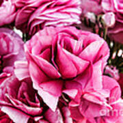 Paint Me Pink Ranunculus Flowers By Diana Sainz Poster