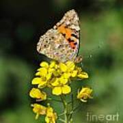 Painted Lady Wing Markings Poster