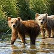 Pair Of Cubs Poster