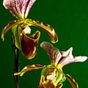Pair Of Lady Slipper Orchids Poster