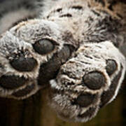 Pair Of Paws Poster