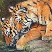 Pair Of Tiger Cubs Poster