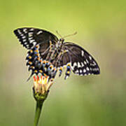 Palamedes Swallowtail Butterfly Belly Poster