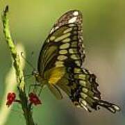 Palamedes Swallowtail Poster