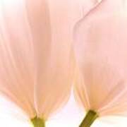Pale Pink Tulips With Vignette Poster