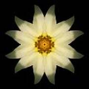 Pale Yellow Daffodil Flower Mandala Poster