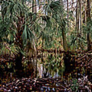 Palm And Cypress. Three Lakes W.m.a. Poster