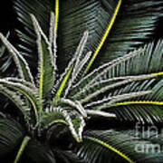 Palm Fronds 412 Poster