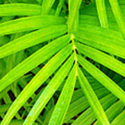 Palm Leaves Poster