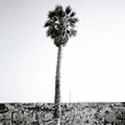 Palm Tree And Graffiti Poster