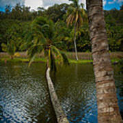 Palm Tree Over River Poster