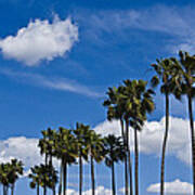 Palm Trees In San Diego California No. 1661 Poster