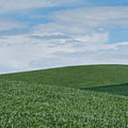 Palouse Wheatfield Poster