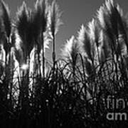Pampas Grass Tufts In Silhouette Poster