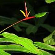 Panama Heliconia Poster