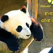 Panda Baby Bear Never Ever Ever Give Up Poster