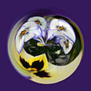 Pansy Ball Poster