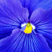 Pansy Flower 37 Poster