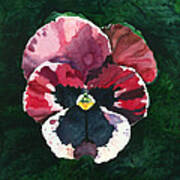 Pansy Red Poster