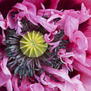 Papaver Somniferum Pink Poster