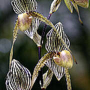 Paphiopedilum Orchid Poster