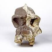 Paranthropus Robustus Cranium (sk46) Poster