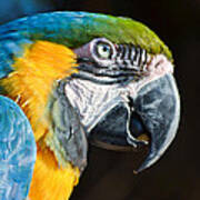 Parrot Close Up Poster