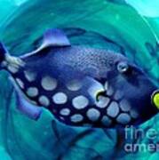 Parrotfish Poster